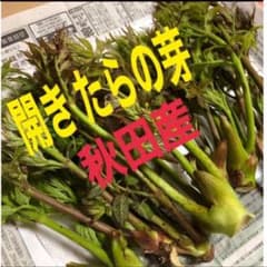 8145 天然 たらの芽 開き タラの芽のサムネイル