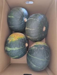 ［北海道産］ かぼちゃ ダークホースのサムネイル