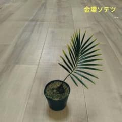 金環(奄美黄金)ソテツ 実生苗 - メルカリ