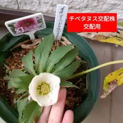 クリスマスローズ チベタヌス 交配 花粉 10本 宿根草 苗 鉢 バラ