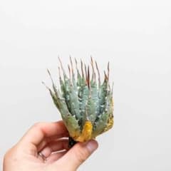 6 ユタエンシス エボリスピナ 現地株 ベアルート 陽炎 アガベ - メルカリ