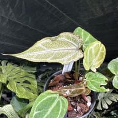 MH1アロカシア マハラニ ゴールド 黄斑入り | Compre na Mercari do