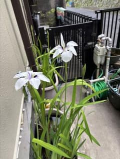 カキツバタ（株分け抜苗） - メルカリ