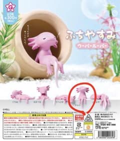 ふちやすみ ウーパールーパー すわりのサムネイル