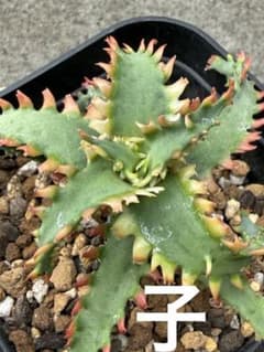 アロエ ハイブリッド Aloe hybrid 子株 第四種 - メルカリ