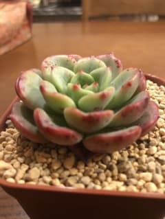 シャルモン　多肉植物  微発根苗のサムネイル