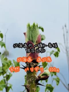 北海道　道北産　天然ハリギリ　300g（北海道内の購入者様限定）　04 北海道 道北産 天然ハリギリ 300g（北海道内の購入者様限定） 04