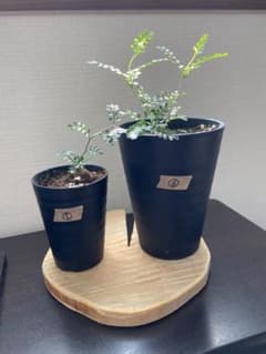 【塊根植物　多肉植物】オペルクリカリアパキプス　根挿し5、6のサムネイル