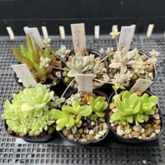 多肉植物 オロスタキス 6個セット 抜き苗のサムネイル