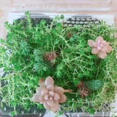 多肉植物 モリモリ森村万年草＋おまけのご要望承ります☺︎のサムネイル