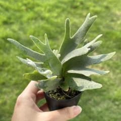 P.willinckii 'Jade Girl' spore2105 - メルカリ