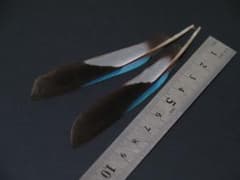 カワセミ（アオショウビン）の初列風切羽根　鳥の羽根のサムネイル