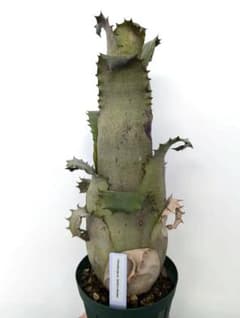 Hohenbergia sp. Sandra's Moutainのサムネイル