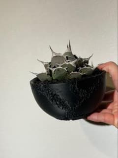 5号サイズ 3Dプリント鉢 3Dプリンター鉢 アガベ 塊根作家鉢