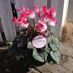 【セール】ブリガミア　インシグニス　No.004　鉢、送料込　メルカリ便 シクラメン 5号鉢 インディアカ ピンクホワイト ☆SALE品 - メルカリ