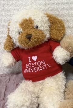 Boston university ボストン大学 犬 ぬいぐるみのサムネイル