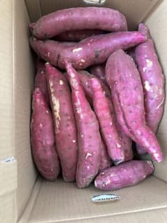 Sweet potatoes 2025 Beni Yuukan, various sizes, box included, just under 20kg