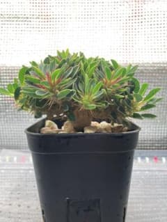 ユーフォルビア ギラウミニアナ 実生 塊根植物のサムネイル