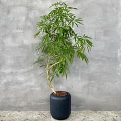 特大　シェフレラ　アンガスティフォリア　螺旋仕立て　10号　陶器鉢　植え込み発送 特大 シェフレラ アンガスティフォリア 螺旋仕立て 10号 陶器鉢
