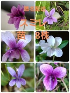 Anonymous shipping. Violet seedlings (8 plants, various types and sizes).