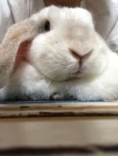 ★しじみmama 様専用★のサムネイル