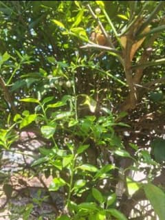 花柚子(ゆず)の葉 新芽残りわずか 60枚程度 無農薬 幼虫の餌 アゲハ