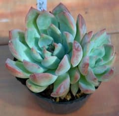 チワワエンシスイェコラ×コルテス　多肉植物のサムネイル