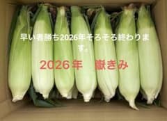 嶽きみ　訳あり　10本のサムネイル