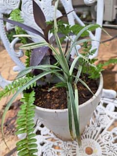 観葉植物4種類寄せ植えのサムネイル