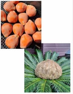 ♪ ソテツ　種子８個　蘇鉄　サボテン　多肉植物　♪のサムネイル