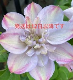 ✿入手困難クレマチス　イノセントブラッシュ✿ m33485723337_1.jpg?1778328787