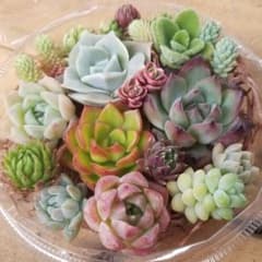 ⭕速達便発送☺️　多肉植物寄せ植えセット　多肉植物カット苗セットのサムネイル