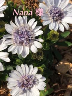 Nana 様　ありがとうございます(ᴗ͈ˬᴗ͈)⁾⁾ᵖᵉᵏᵒ∗のサムネイル
