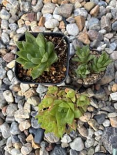 多肉植物　ハオルチア　抜き苗セットのサムネイル