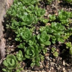 確認用です！のサムネイル
