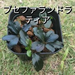 ブセファランドラ ティア 3株