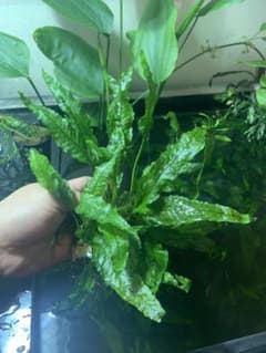 ミクロソリウム【無農薬▪️水中葉】のサムネイル