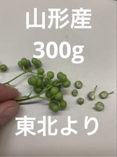 東北　山形県産　実山椒　300g 柔らかい　山椒のサムネイル