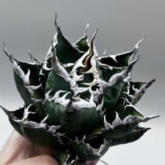 s*3様 アガベ チタノタ“悪魔海王” 強棘 特選 精品株 レベル違う海王