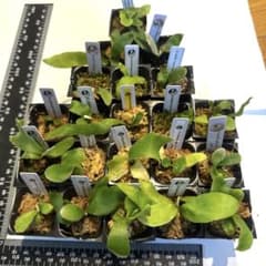 ビカクシダセット21種 ジェイドガールOC、エルサOC、ミスタースーダン