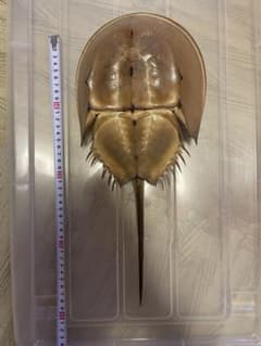 カブトガニ　脱皮殻　2つセット　美品のサムネイル