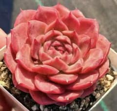 新入荷　赤魔王　エケベリア　多肉植物　1苗 新入荷 赤魔王 エケベリア 多肉植物 1苗 - メルカリ