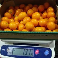 タマタマでお馴染み宮崎金柑のサムネイル