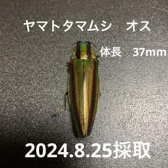 m33539740857_1.jpg?1725333091