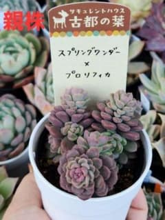 多肉植物　スプリングワンダー×プロリフィカ　カット苗➂のサムネイル