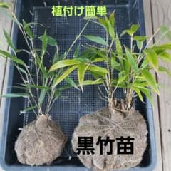 黒竹 クロチク 苗2株(12/9 )植え付け簡単 根付き抜群 - メルカリ