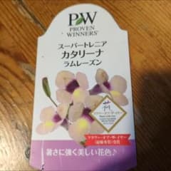 スーパートレニア2年生苗★カタリーナ★ラムレーズン開花苗一苗★9センチポット スーパートレニア2年生苗☆カタリーナ☆ラムレーズン開花苗一苗☆9