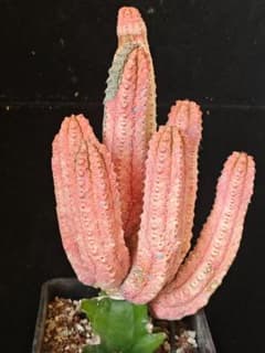 空*豆様 ユーフォルビア アブデルクリ 'Damask' 多肉植物 サボテン 塊 ユーフォルビア アブデルクリ 'Damask' 多肉植物 サボテン 塊根 希少