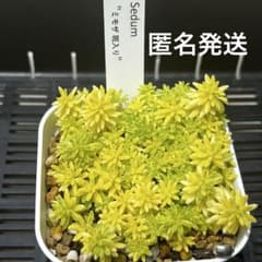 多肉植物 セダム 斑入りミモザ抜き苗 - メルカリ