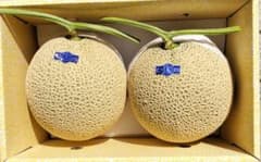 高知産 贈答用 温室マスクメロン 2玉 約4，5Kg 秀品 北海道沖縄発送
